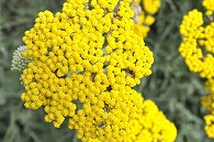 キババノノコギリソウ