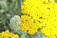 キババノノコギリソウ
