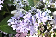 あじさい(額紫陽花・ダンスパーティー)