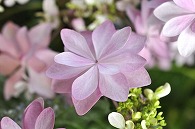 あじさい(額紫陽花・ダンスパーティー)