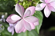 あじさい(額紫陽花・ダンスパーティー)