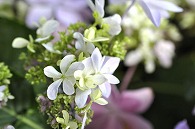 あじさい(額紫陽花・ダンスパーティー)