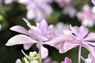 あじさい(額紫陽花・ダンスパーティー)