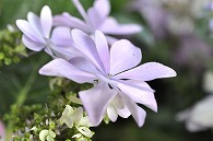 あじさい(額紫陽花・ダンスパーティー)