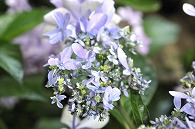 あじさい(額紫陽花・ダンスパーティー)