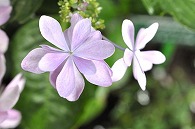あじさい(額紫陽花・ダンスパーティー)