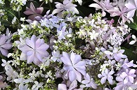 あじさい(額紫陽花・ダンスパーティー)