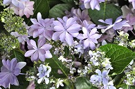 あじさい(額紫陽花・ダンスパーティー)