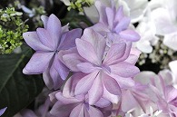 あじさい(額紫陽花・ダンスパーティー)