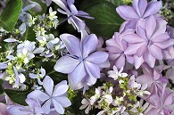 あじさい(額紫陽花・ダンスパーティー)