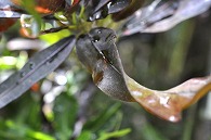 クロトン(赤巻)