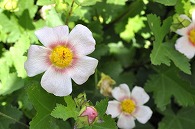 白い花