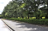並木道