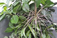 観賞植物