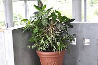 寄植え