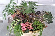寄植え