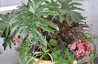 寄植え