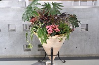 寄植え