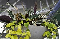 寄植え