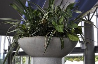 寄植え