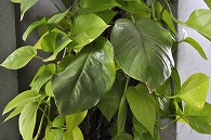 観賞植物