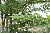 木