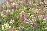 紫の花
