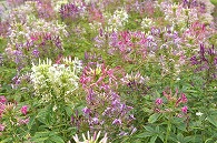 紫の花