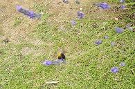 ラベンダーと蜂
