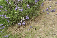 ラベンダーと蜂