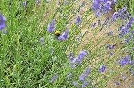 ラベンダーと蜂