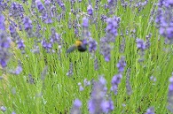 ラベンダーと蜂