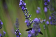 ラベンダーと蜂