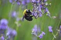 ラベンダーと蜂
