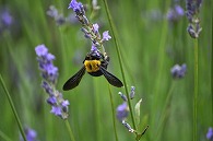 ラベンダーと蜂