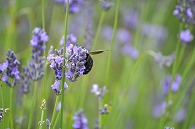 ラベンダーと蜂