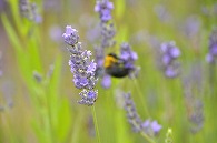ラベンダーと蜂