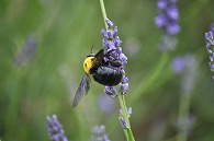 ラベンダーと蜂