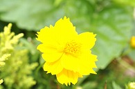 ハイビスカス