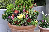 寄植え