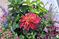 寄植え