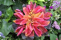 寄植え