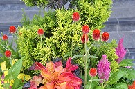 寄植え