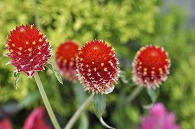 千日紅