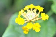 ランタナ