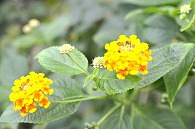 ランタナ