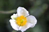 秋明菊