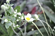 秋明菊
