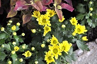 秋明菊