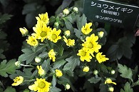 秋明菊